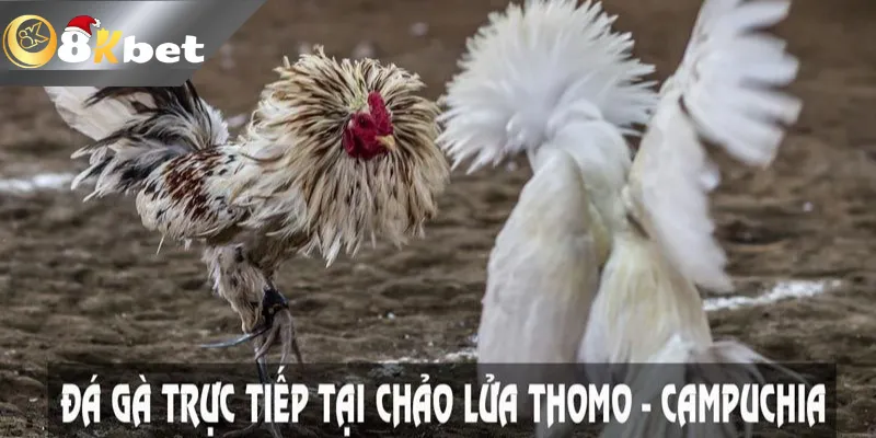 8Kbet Đá Gà Trực Tiếp Bình Luận – Nơi Giải Trí Cho Cược Thủ 8kbet đá gà trực tiếp bình luận – trang cá cược đá gà đẳng cấp quốc tế