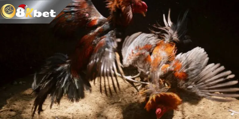 8kbet tổng hợp các trận đá gà Campuchia siêu kinh điển