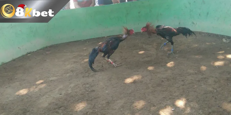 Các Trận Đá Gà Campuchia Siêu Kinh Điển