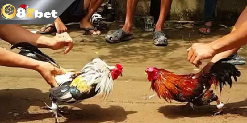 Giới thiệu Đá gà cựa dao