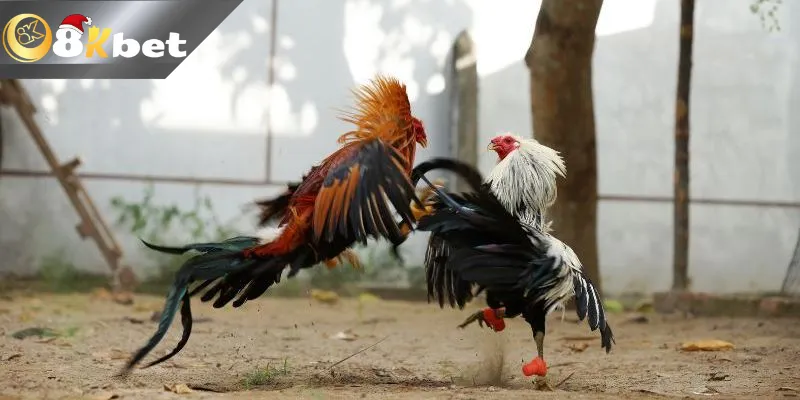 Đấu trường đá gà cựa dao trực tiếp đầy khốc liệt