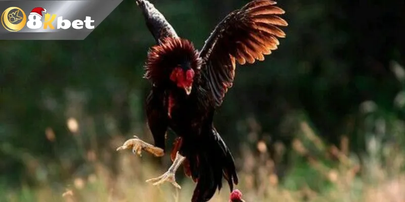 Làm thế nào để tham gia đá gà hàng xáo cùng 8kbet