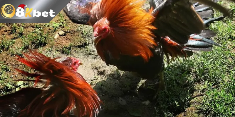 Kinh nghiệm cá cược đá gà hàng xáo tại 8KBET