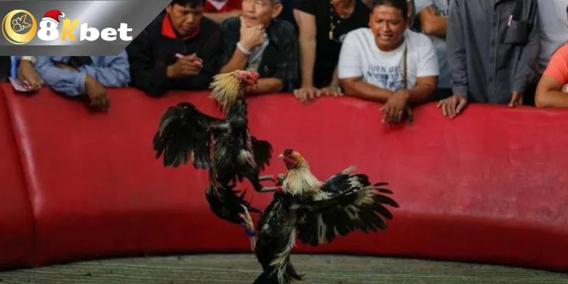 Hướng dẫn cách cá cược đá gà trực tiếp cùng 8KBet