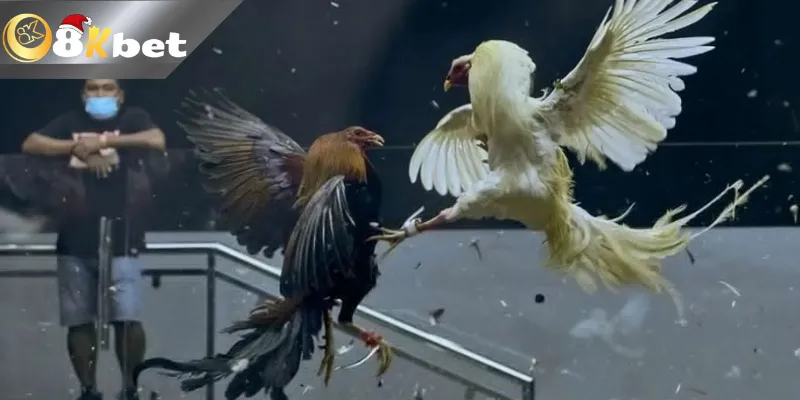 Đá Gà Trực Tiếp Thomo