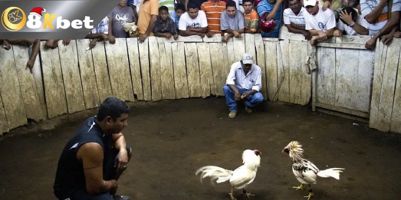 Thao tác nạp và rút tiền tại Đá gà trực tiếp Thomo cực dễ dàng và nhanh chóng