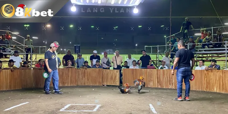 Mẹo đá gà trực tiếp luôn thắng qua cách đánh giá chiến kê qua hình thức